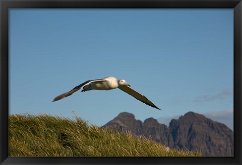 Framed Flying Albatross Print