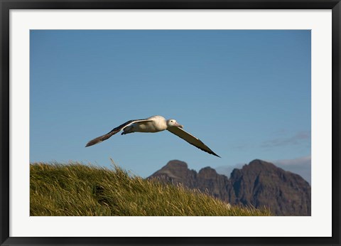 Framed Flying Albatross Print