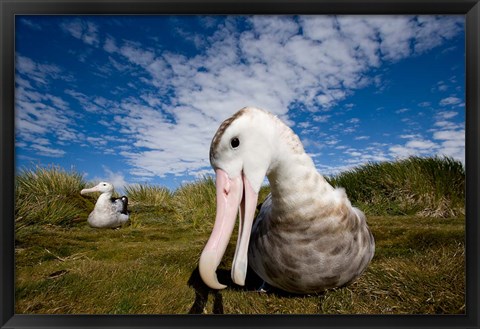 Framed Close up of Albatross Print