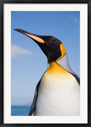 Framed South Georgia, St Andrews Bay, King Penguin rookery Print