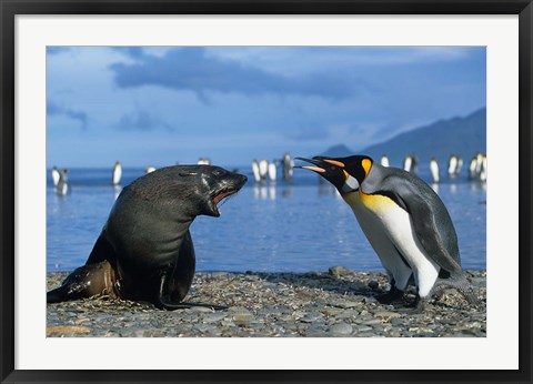 Framed South Georgia, St Andrews Bay, King Penguins, Fur Seal Print