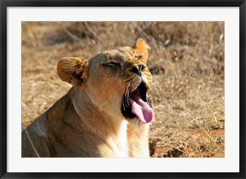 Framed South Africa, Madikwe GR, Lion yawns in African sun Print