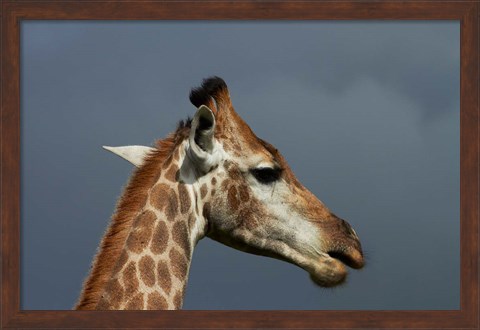 Framed South African Giraffe, Giraffa camelopardalis Kruger NP, South Africa Print