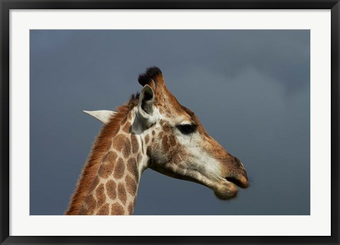 Framed South African Giraffe, Giraffa camelopardalis Kruger NP, South Africa Print