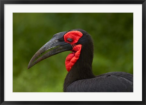 Framed Southern Ground Hornbill, Bucorvus leadbeateri, Kruger NP,South Africa Print