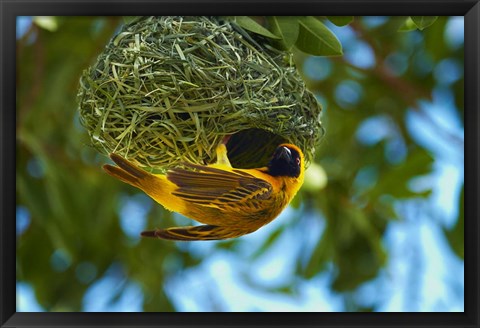 Framed Southern Masked Weaver at nest, Etosha National Park, Namibia Print