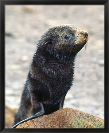 Framed Close up of fur seal pup Print