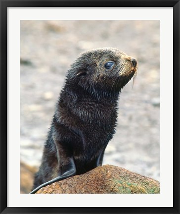 Framed Close up of fur seal pup Print