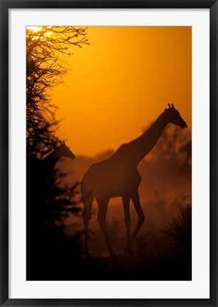 Framed Southern Giraffe and Acacia Tree, Moremi Wildlife Reserve, Botswana Print