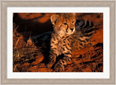 Framed South Africa, Kalahari Desert. King Cheetah Print