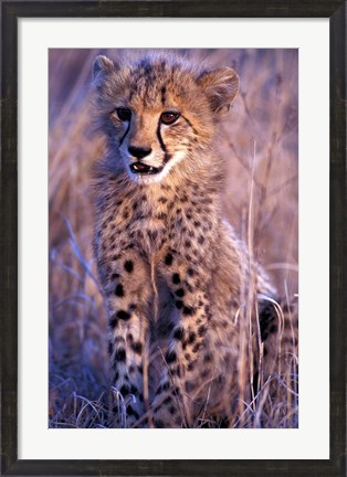 Framed South Africa, Phinda Reserve. King Cheetah Print