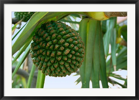 Framed South Africa, Durban, Umhlanga Rocks, palm tree Print