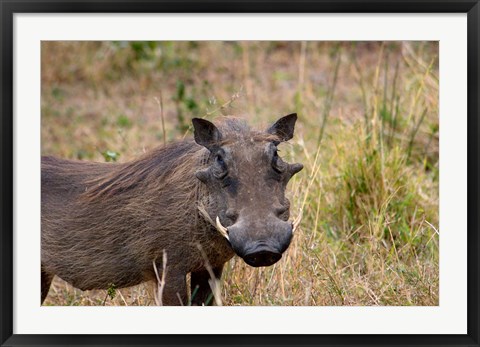 Framed South Africa, KwaZulu Natal, warthog wildlife Print