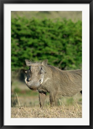 Framed South Africa, KwaZulu Natal, Zulu Nyala GR, Warthog Print