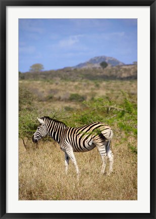 Framed South Africa, Zulu Nyala Game Reserve, Zebra Print