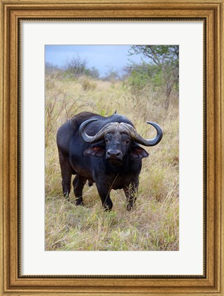 Framed South Africa, Zulu Nyala GR, Cape Buffalo Print