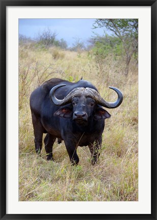 Framed South Africa, Zulu Nyala GR, Cape Buffalo Print