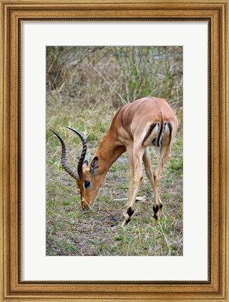 Framed South Africa, Zulu Nyala GR, Impala wildlife Print