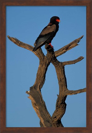 Framed South Africa, Kgalagadi, Bateleur, African raptor bird Print