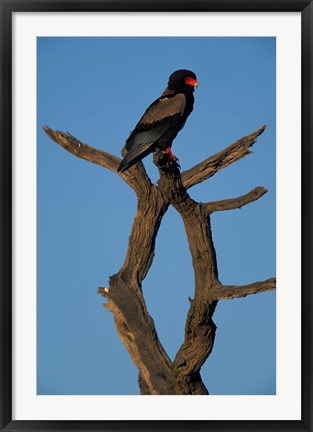 Framed South Africa, Kgalagadi, Bateleur, African raptor bird Print