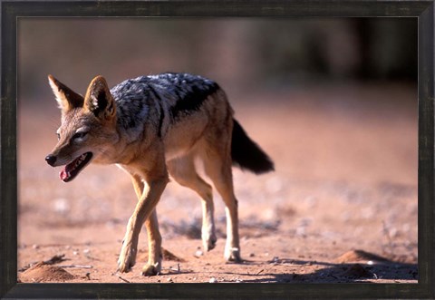 Framed South Africa, Kgalagadi, Kalahari, Black Backed Jackal Print