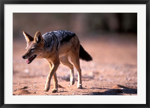 Framed South Africa, Kgalagadi, Kalahari, Black Backed Jackal Print