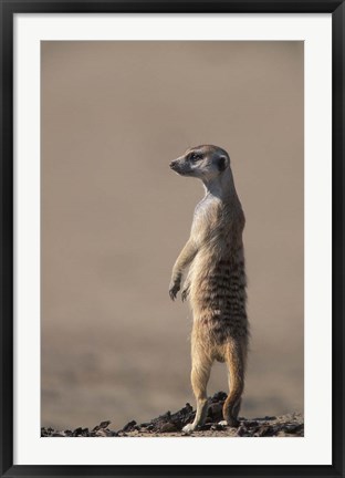 Framed South Africa, Kgalagadi, Meerkat, Mongoose Print