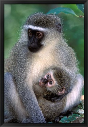 Framed South Africa, Tsitsikamma NP, Vervet Monkey, rainforest Print