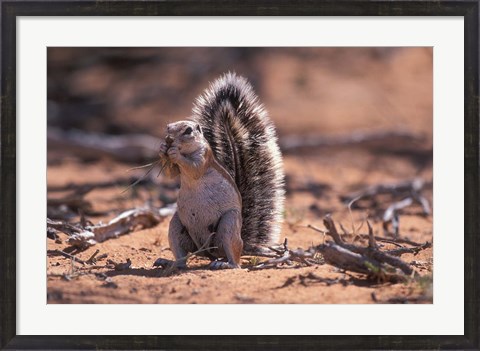 Framed Squirrel Print