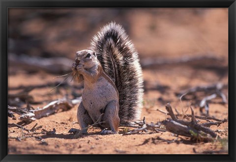 Framed Squirrel Print