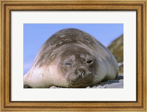 Framed Resting Elephant Seal cow,  South Georgia Print
