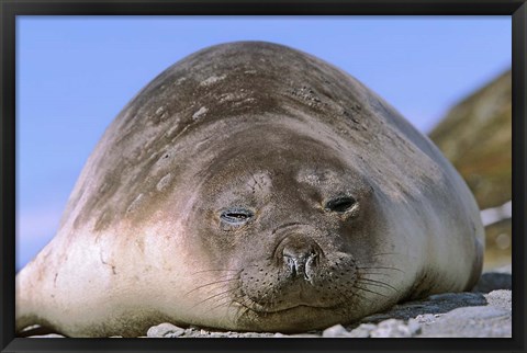 Framed Resting Elephant Seal cow,  South Georgia Print