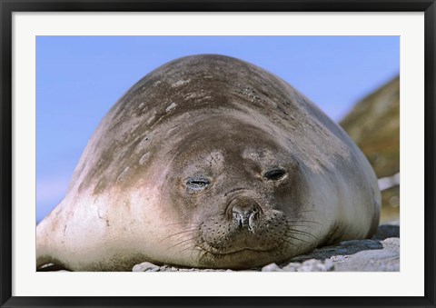 Framed Resting Elephant Seal cow,  South Georgia Print