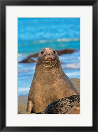 Framed Southern Elephant Seal cow, South Georgia Print