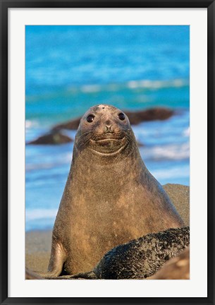 Framed Southern Elephant Seal cow, South Georgia Print