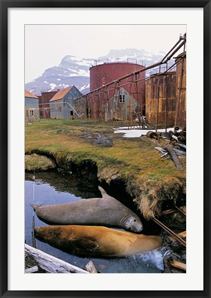 Framed Southern Elephant Seal in ruins of old whaling station, Island of South Georgia Print