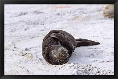 Framed Southern Elephant Seal pub resting head on whale vertebrae, South Georgia Print