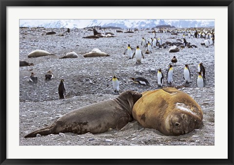 Framed Southern Elephant Seal pub suckling milk from mother, Island of South Georgia Print