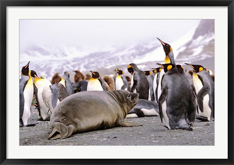 Framed Southern Elephant Seal weaned pup in colony of King Penguins Print