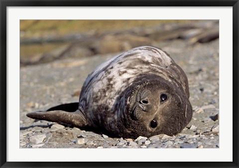 Framed Southern Elephant Seal, portrait of pub, Island of South Georgia Print