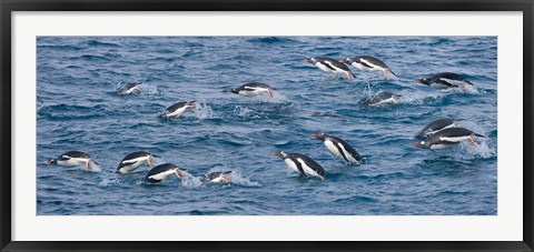 Framed South Georgia Island, Gentoo penguins Print