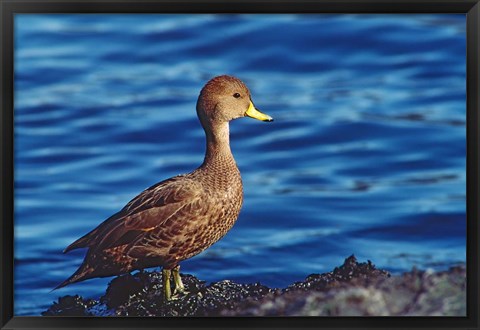 Framed South Georgia Pintail, Antarctic Region, South Georgia Island Print