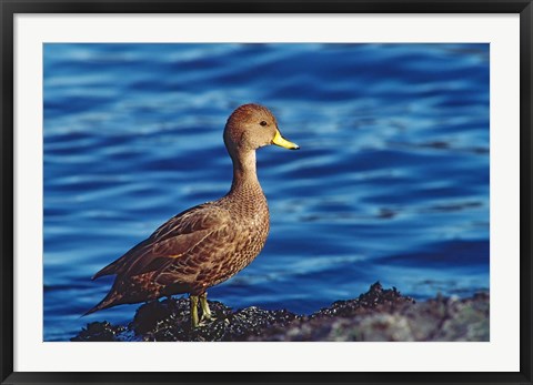 Framed South Georgia Pintail, Antarctic Region, South Georgia Island Print