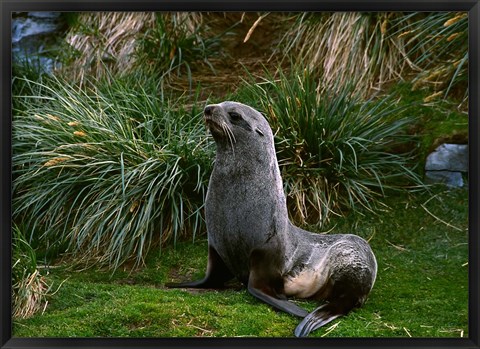 Framed South Georgia Island, Southern Fur seal Print