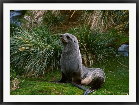 Framed South Georgia Island, Southern Fur seal Print