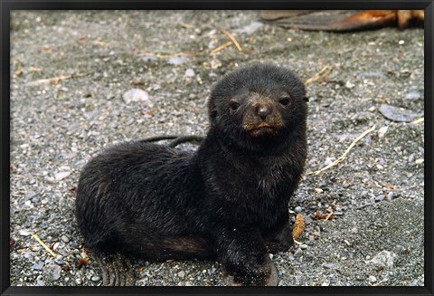 Framed South Georgia Island, Southern fur seal pup Print