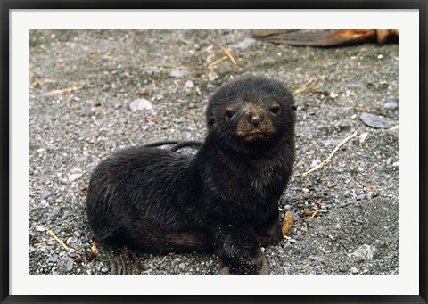 Framed South Georgia Island, Southern fur seal pup Print