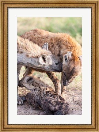 Framed Spotted Hyena, Maasai Mara, Kenya Print