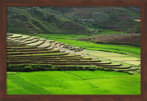 Framed Spectacular green rice field in rainy season, Ambalavao, Madagascar Print