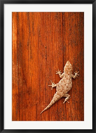 Framed Tokay Gecko lizard, Striated Wood, Africa Print